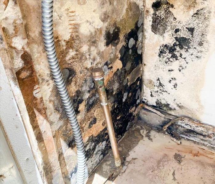 Severe mold infestation in a small closet.